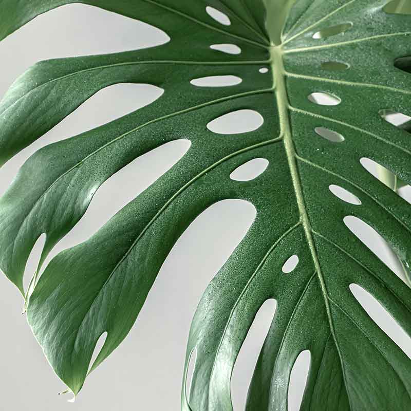 Digital Printed Bedding Sets of Tropical Monstera Leaves